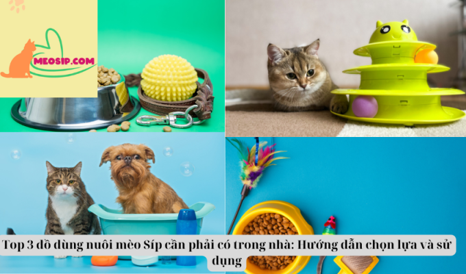 Top 3 đồ dùng nuôi mèo Síp cần phải có trong nhà: Hướng dẫn chọn lựa và sử dụng