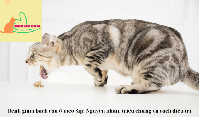 Bệnh giảm bạch cầu ở mèo Síp: Nguyên nhân, triệu chứng và cách điều trị