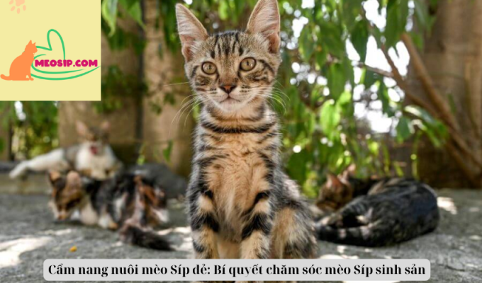 Cẩm nang nuôi mèo Síp đẻ: Bí quyết chăm sóc mèo Síp sinh sản