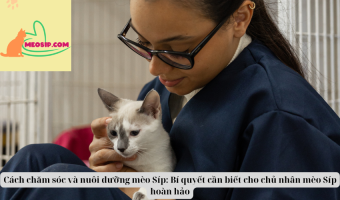 Cách chăm sóc và nuôi dưỡng mèo Síp: Bí quyết cần biết cho chủ nhân mèo Síp hoàn hảo