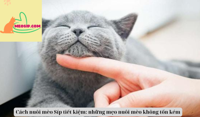 Cách nuôi mèo Síp tiết kiệm: những mẹo nuôi mèo không tốn kém