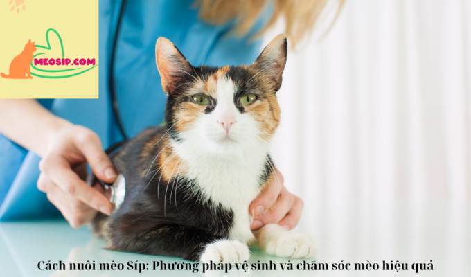 Cách nuôi mèo Síp: Phương pháp vệ sinh và chăm sóc mèo hiệu quả