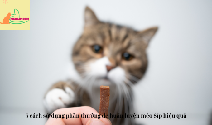 5 cách sử dụng phần thưởng để huấn luyện mèo Síp hiệu quả