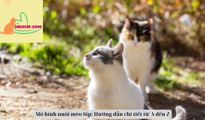 Mô hình nuôi mèo Síp: Hướng dẫn chi tiết từ A đến Z