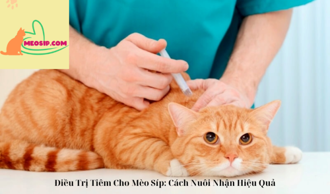 Điều Trị Tiêm Cho Mèo Síp: Cách Nuôi Nhận Hiệu Quả