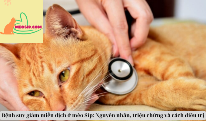 Bệnh suy giảm miễn dịch ở mèo Síp: Nguyên nhân, triệu chứng và cách điều trị