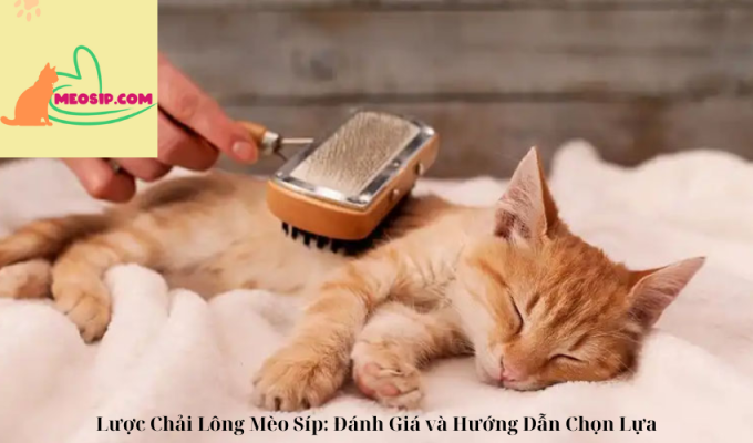 Lược Chải Lông Mèo Síp: Đánh Giá và Hướng Dẫn Chọn Lựa