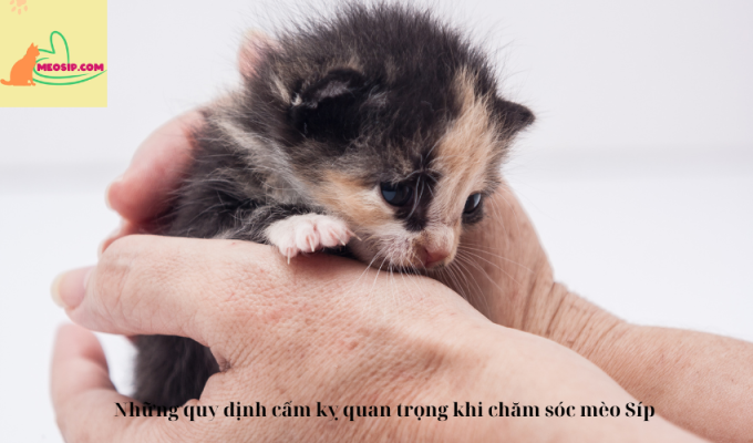 Những quy định cấm kỵ quan trọng khi chăm sóc mèo Síp