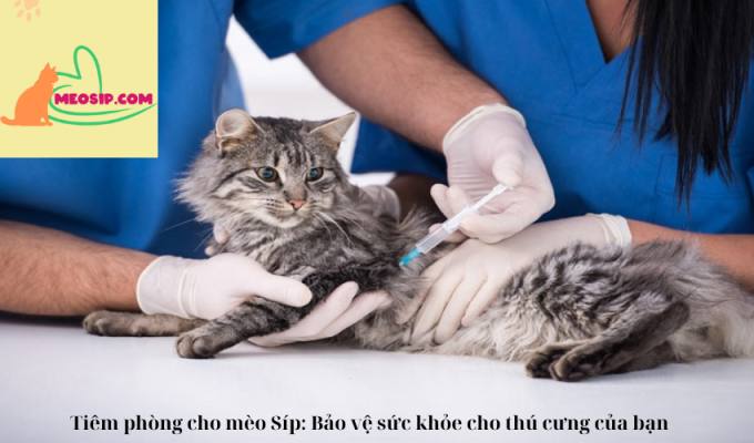 Tiêm phòng cho mèo Síp: Bảo vệ sức khỏe cho thú cưng của bạn